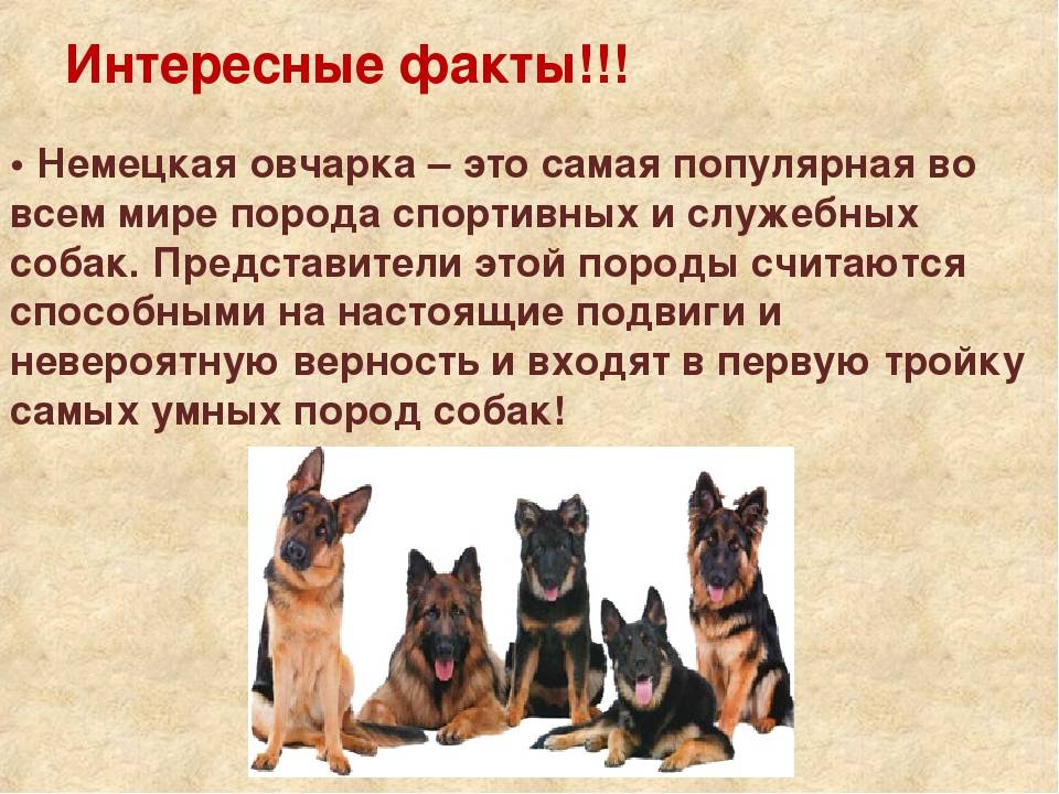 Немецкая овчарка: описание и характеристика породы, фото щенков