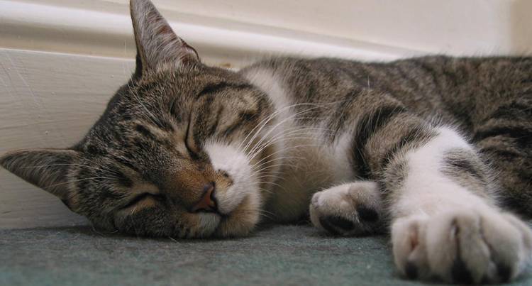 Почему кошка храпит во сне и что делать?