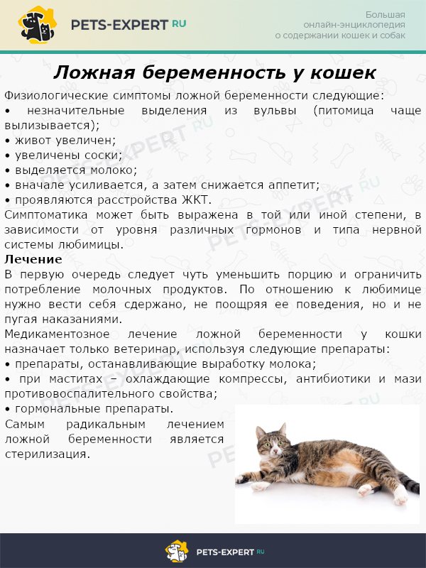 ᐉ как узнать, беременна ли кошка? - ➡ motildazoo.ru