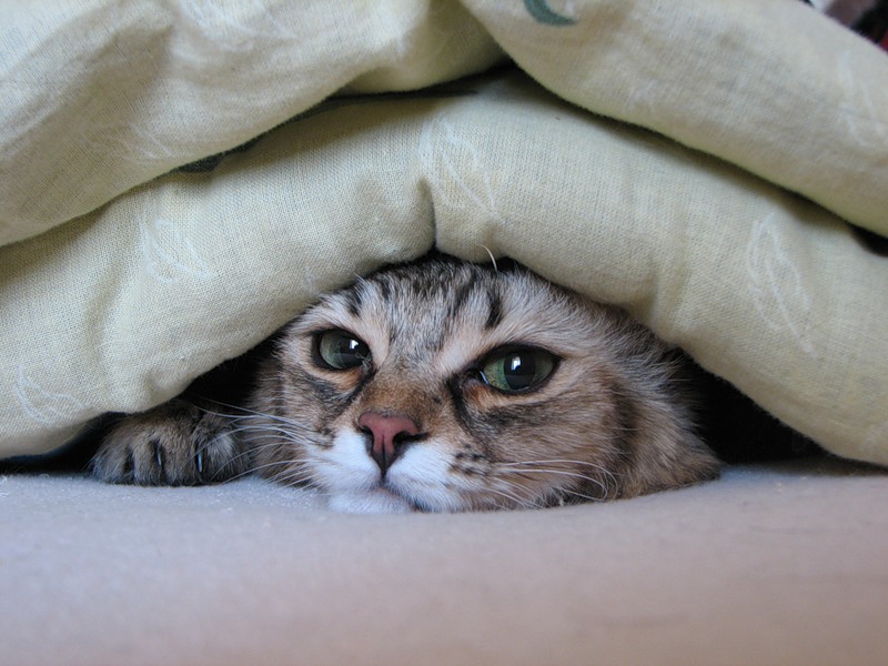 Почему кот прячется в темное место – pet-mir.ru
