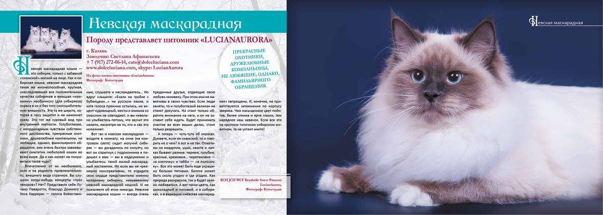 Невская маскарадная: 155 фото котят и взрослых кошек + видео описание породы