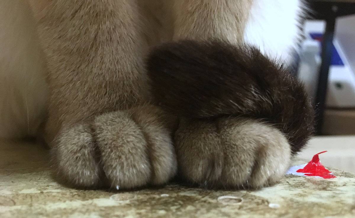 Кот поднимает заднюю часть туловища, кошачий зад