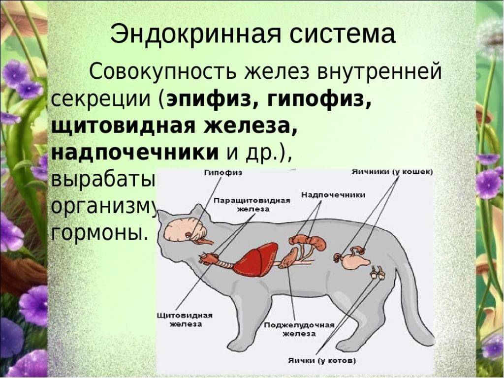 Назовите систему органов животных. Эндокринная система млекопитающих. Эндокринная система млекопитающих органы и функции. Органы эндокринной системы животных. Железы внутренней секреции животных.