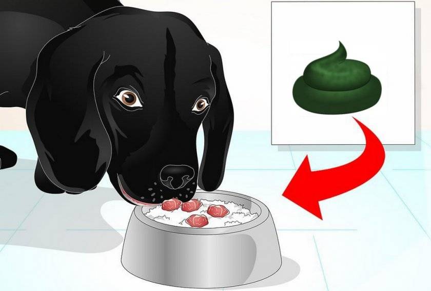 Почему собаки едят экскременты: причины появления вредной привычки и методы борьбы с ней. как отучить питомца кушать фекалии
