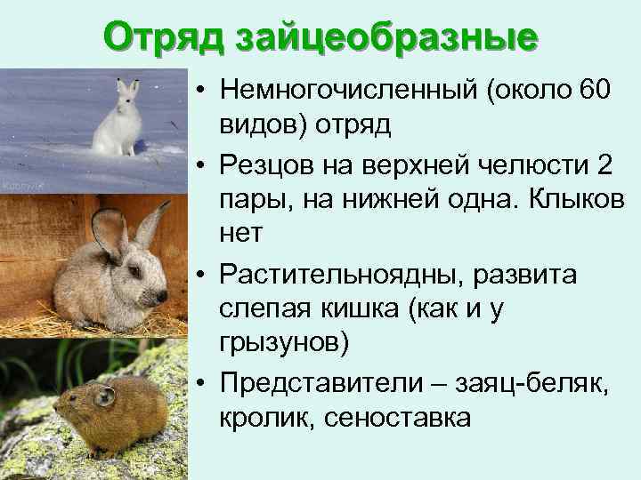 Являются ли кролики гризунами, к какому виду относятся эти животные