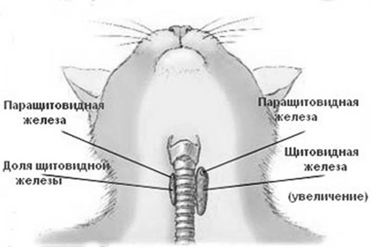 Гипертиреоз у кошек