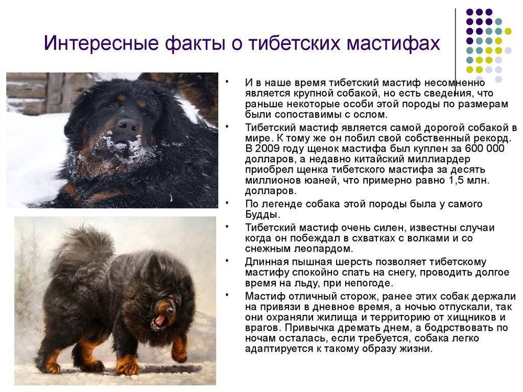 Тибетский мастиф (фото): мудрость из глубины веков и необыкновенная преданность