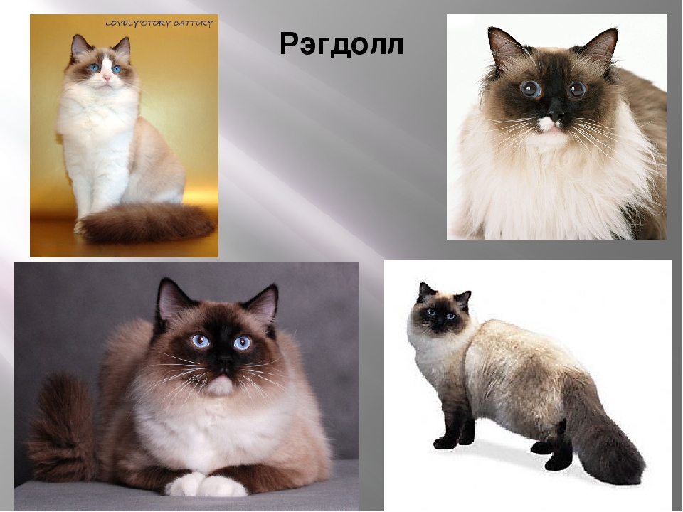 Рэгдолл кошка: фото, описание породы, характер, окрасы, чем кормить, уход и содержание - zoosecrets