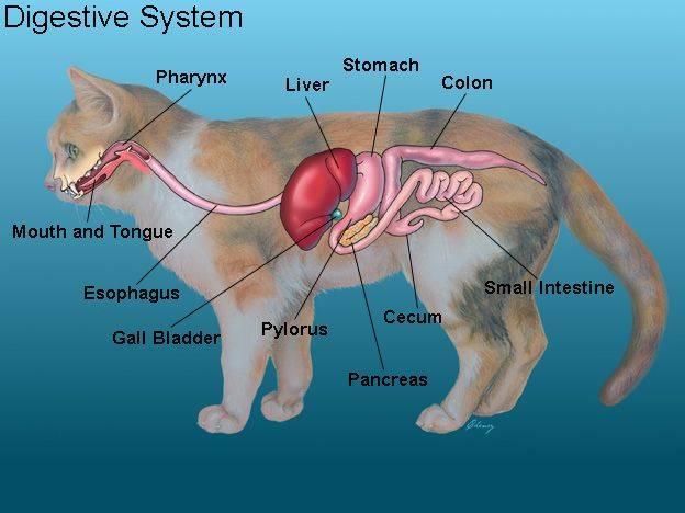 Гипертрофтческая кардиомиопатия у кошек: симптомы, лечение, в том числе у британских кошек, сколько живут