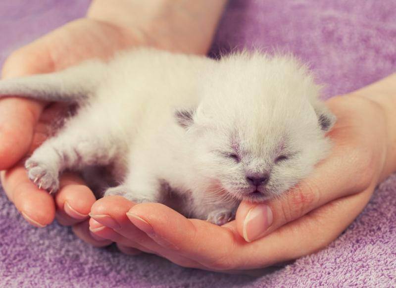 Поведение кошки после родов: важные моменты