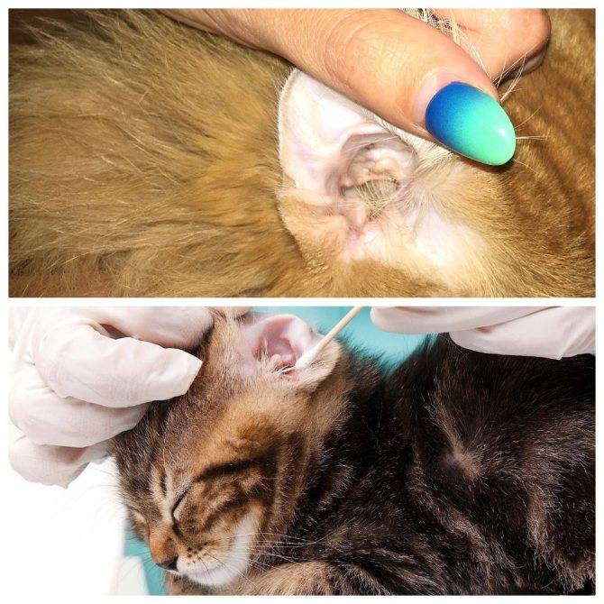 Отит у кошек: симптомы и лечение, профилактика