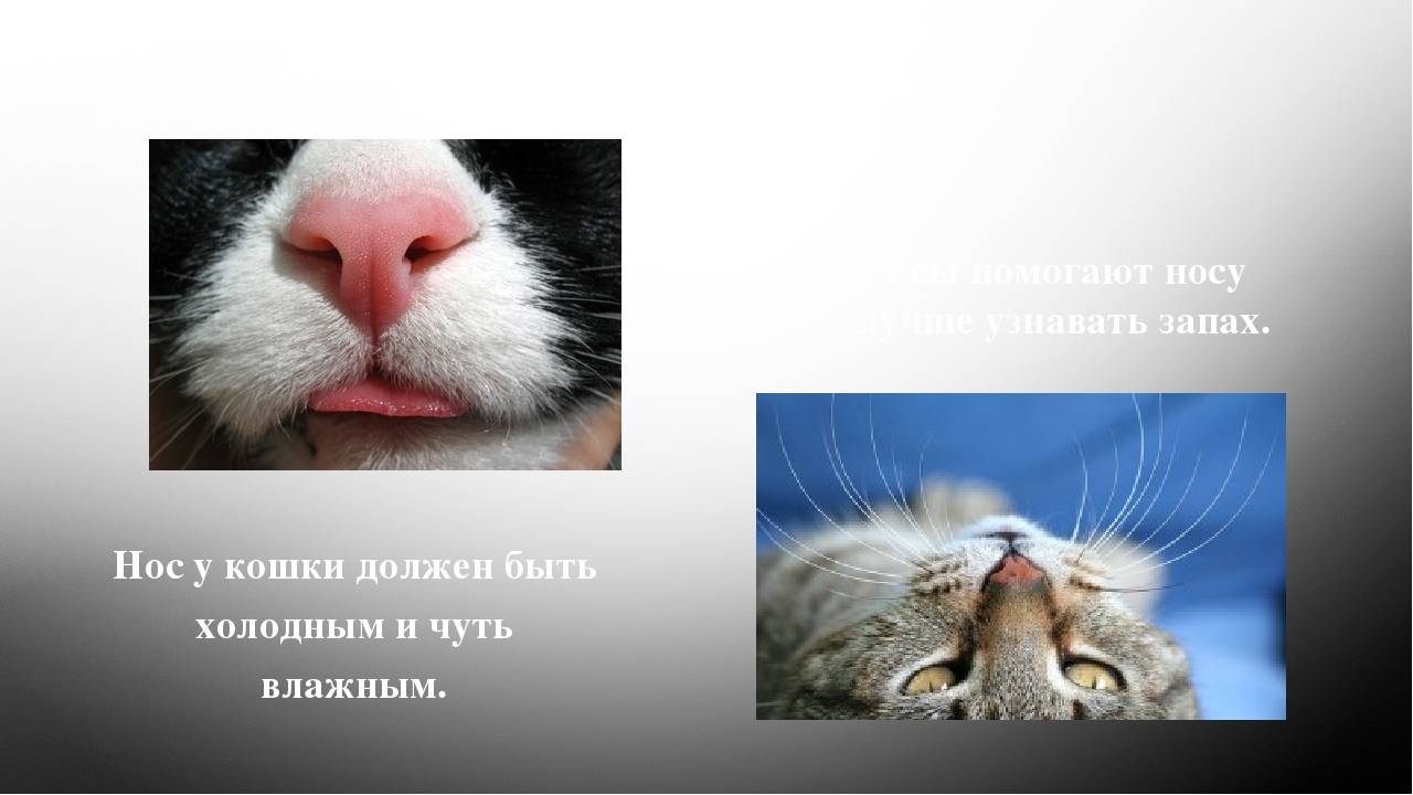 Какой нос должен быть у здоровой кошки - мокрый, холодный, теплый или сухой и о чем свидетельствуют эти показатели и их изменение