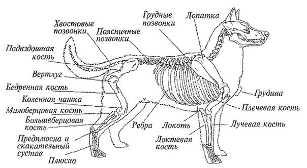 Анатомия собаки: строение скелета и внутренних органов, фото с описанием костей