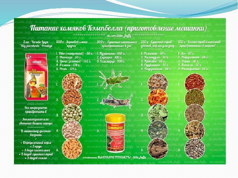 Чем кормить джунгарского хомяка в домашних условиях: что едят кроме крупы и корма