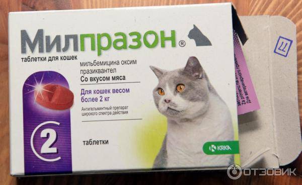 Лечение простуды кошки антибиотиками
