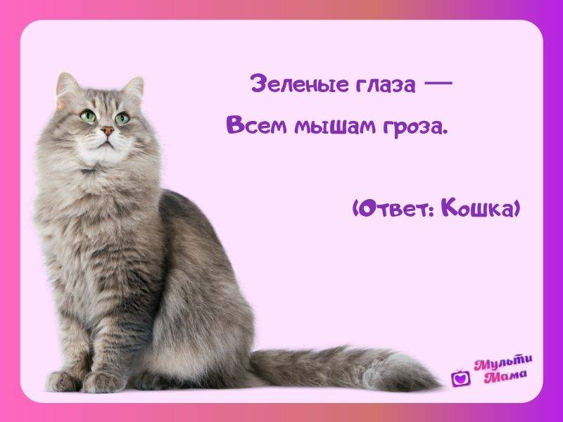 Загадки про кошку для детей