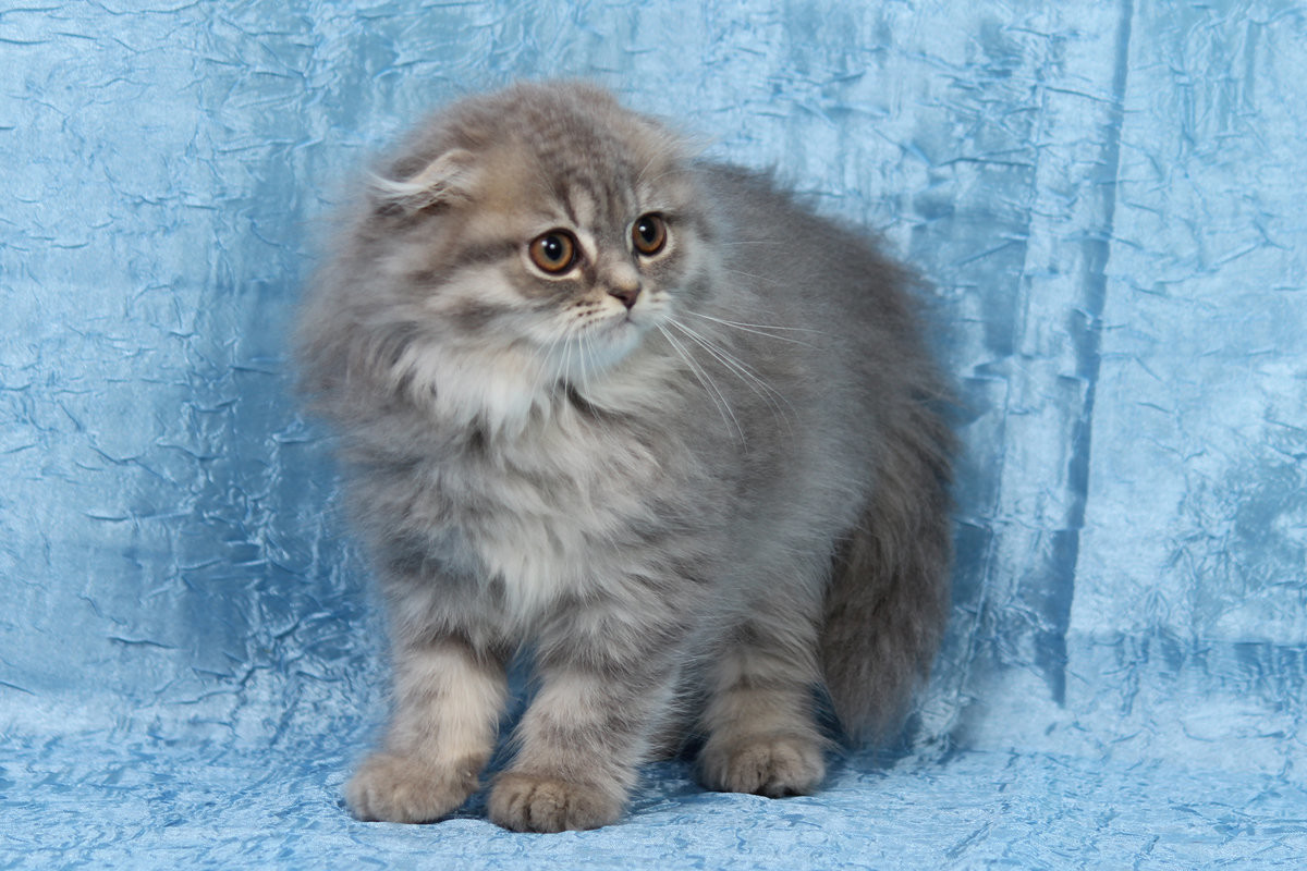 Хайленд фолд (шотландская вислоухая длинношерстная): описание породы кошек, содержание и уход