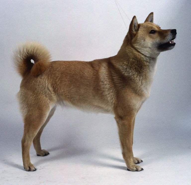 Японские породы собак: фото, краткая характеристика, особенности - kot-pes