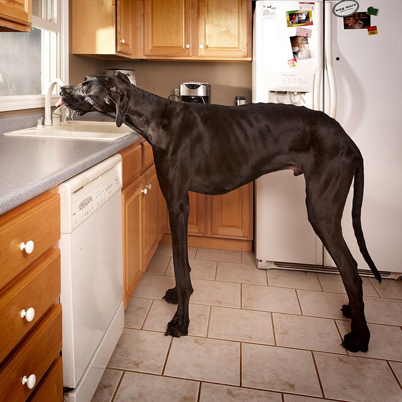 Самые высокие собаки в мире: топ-10