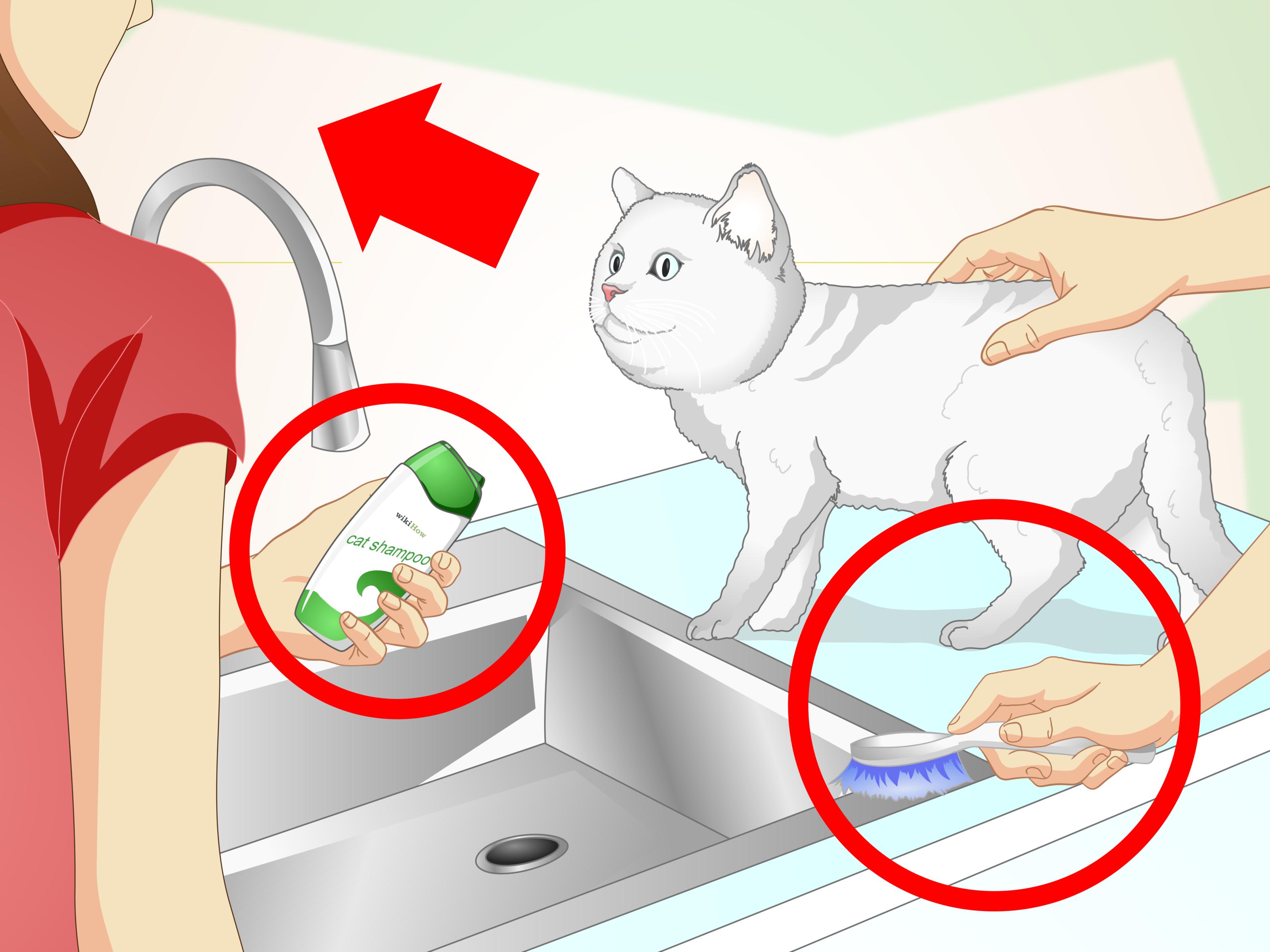 Моем кошку правильно. Мытье кошки. Как правильно купать кошку. Как правильно мыть кота. Как правильно помыть кошку.