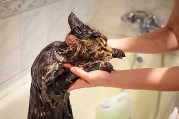 Дегтярное мыло для выведения блох у кошки