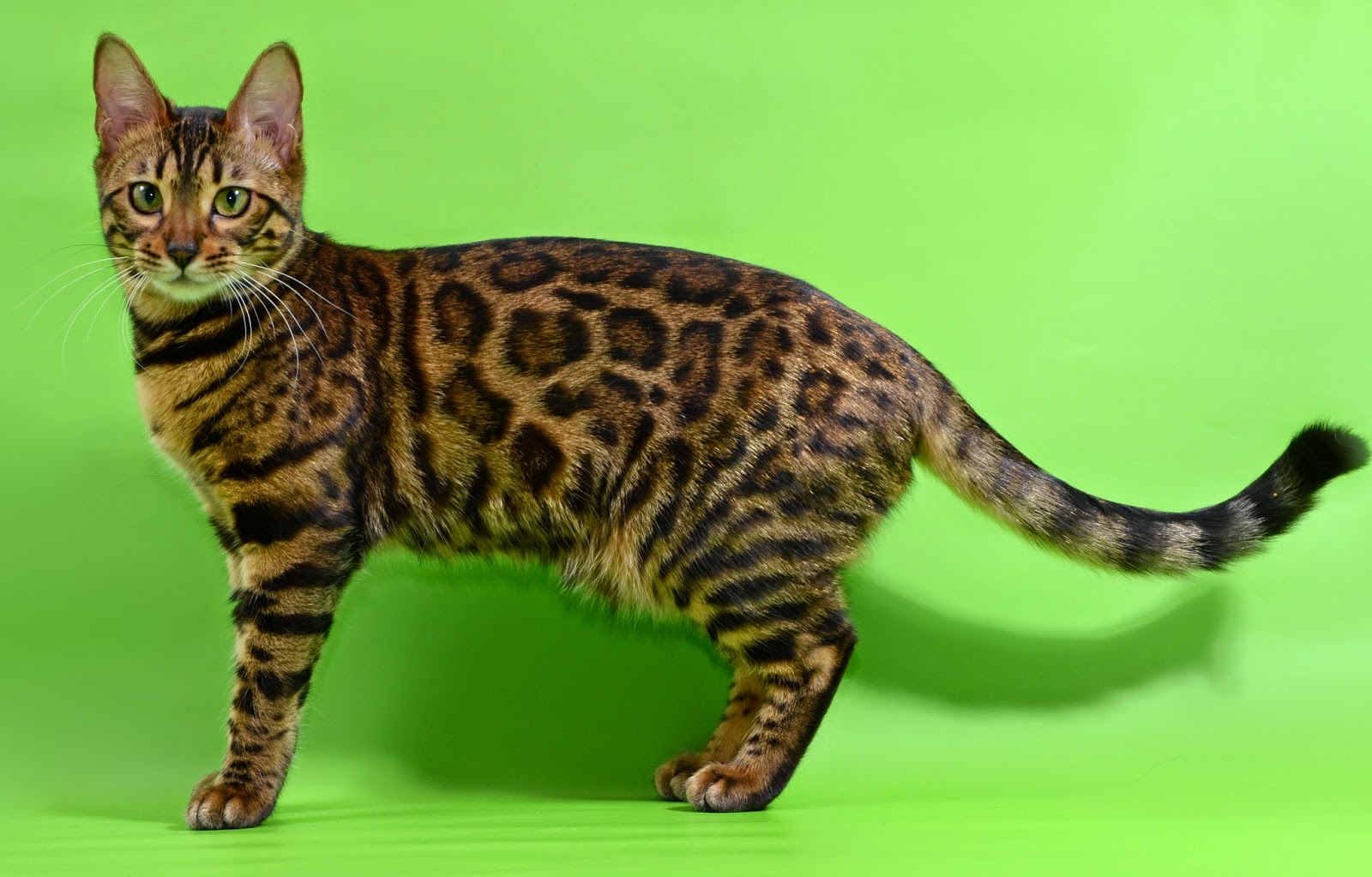 Породы кошек с пятнистым окрасом: как называются, особенности ухода за питомцем