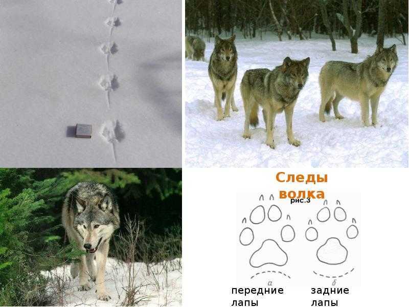Как выглядят и чем отличаются следы собаки от следов волков