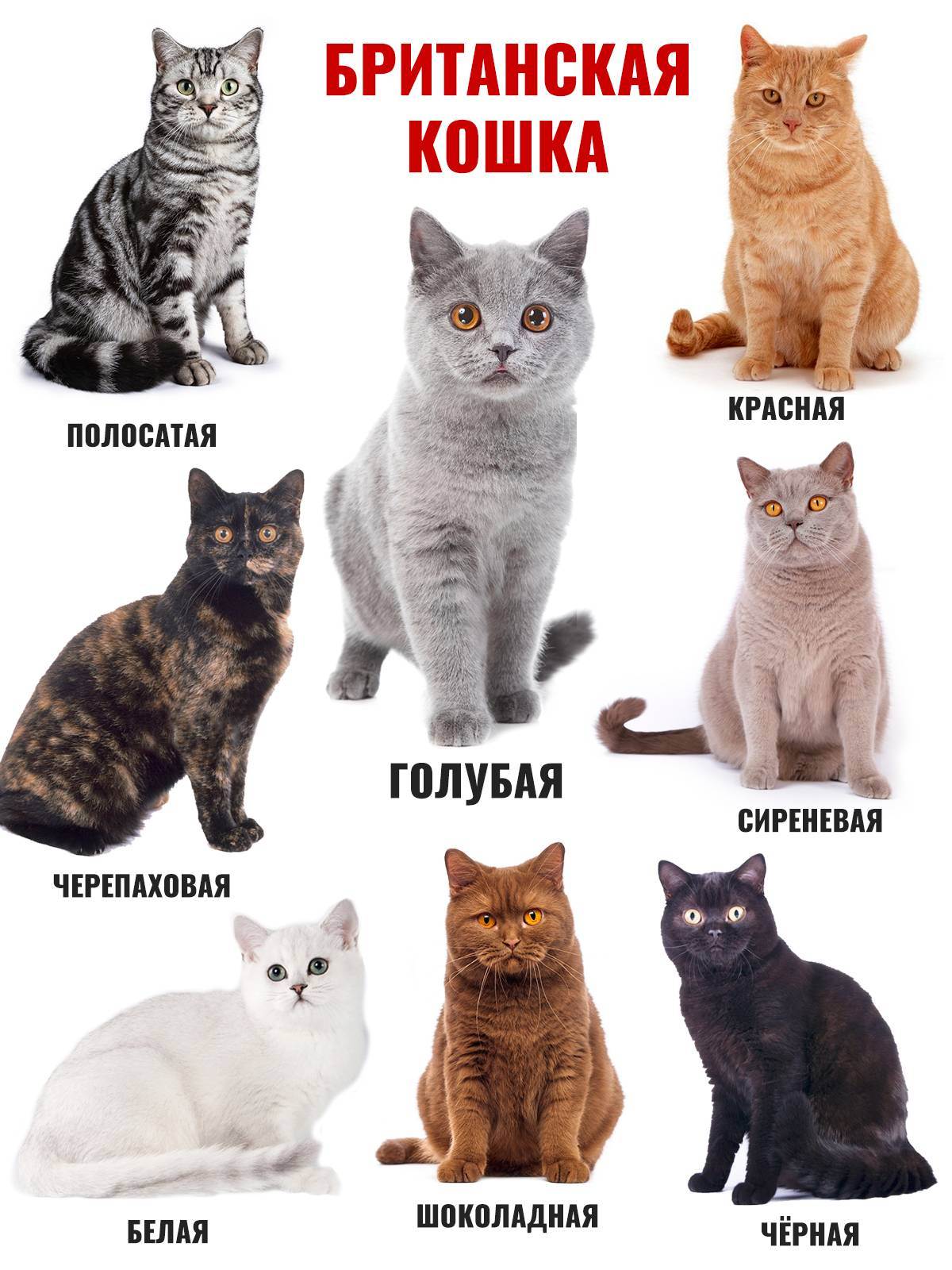 Британская кошка: особенности породы