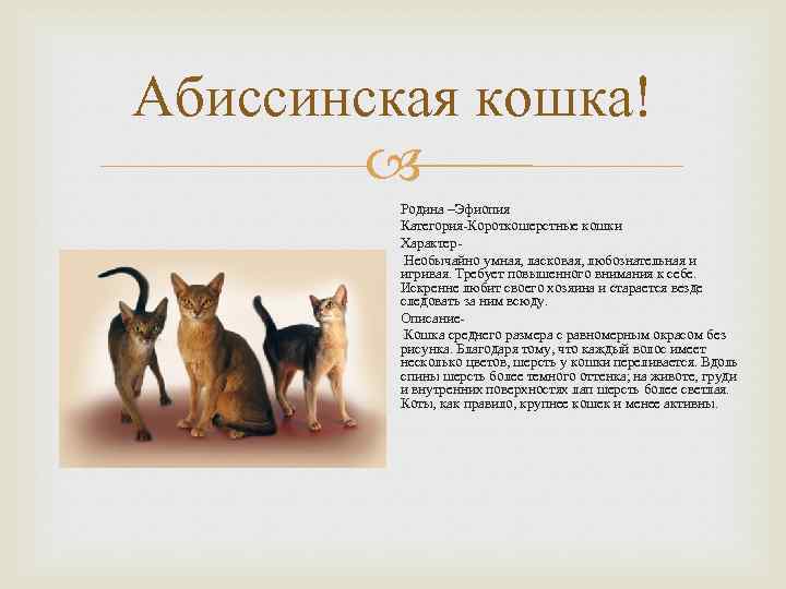 «лазуритовая кошка горизонта»: особенности абиссинской породы