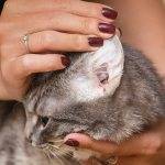 Воспаление уха у кошки: признаки, виды отита, лечение в домашних условиях, возможные осложнения, меры профилакткии