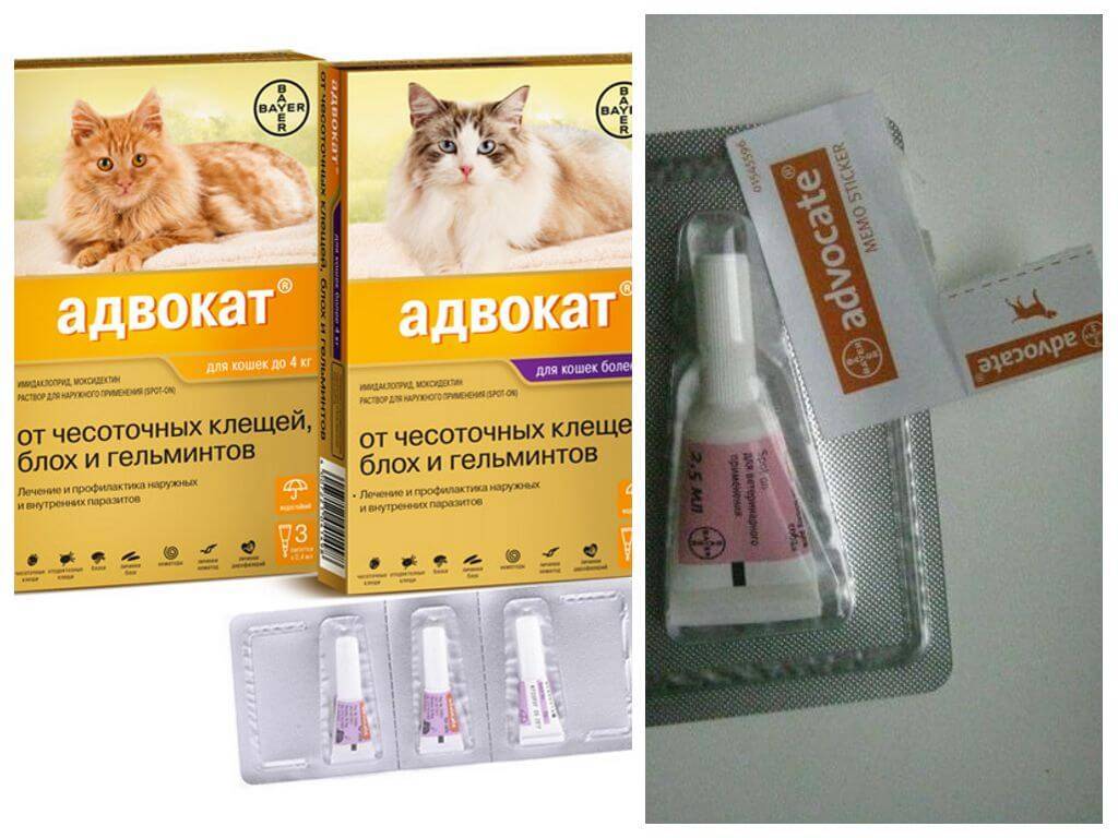 Капли от глистов на холку для кошек: популярные препараты