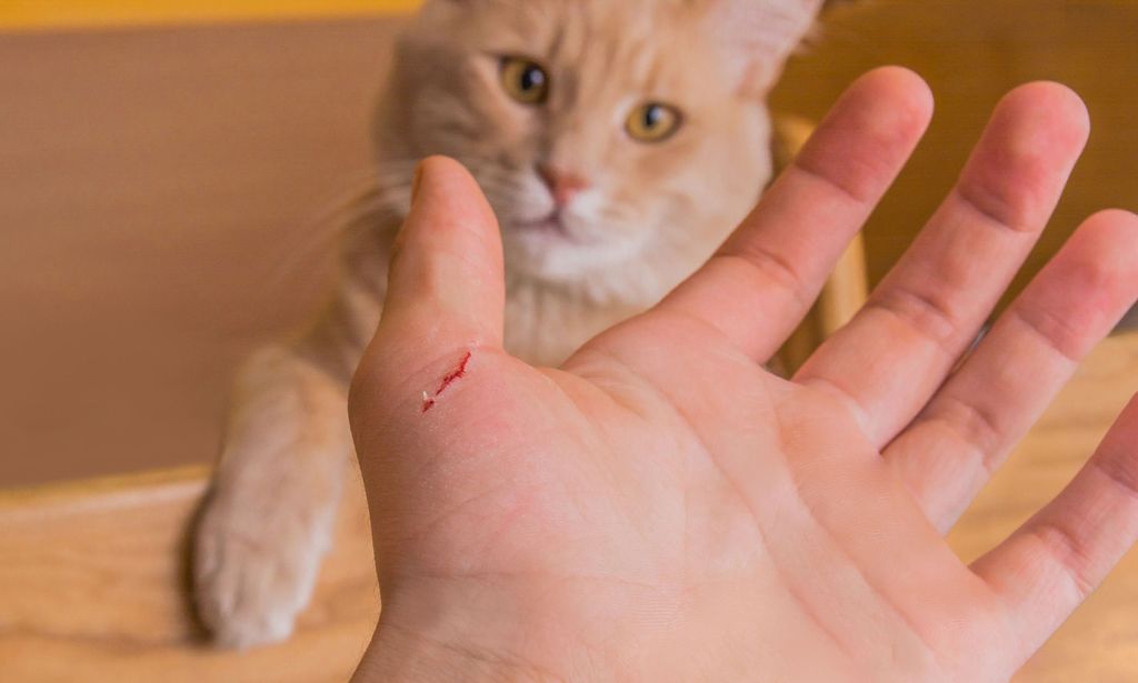 Укус кошки и его последствия: что можно сделать, если укусил кот, чем лечить в домашних условиях?