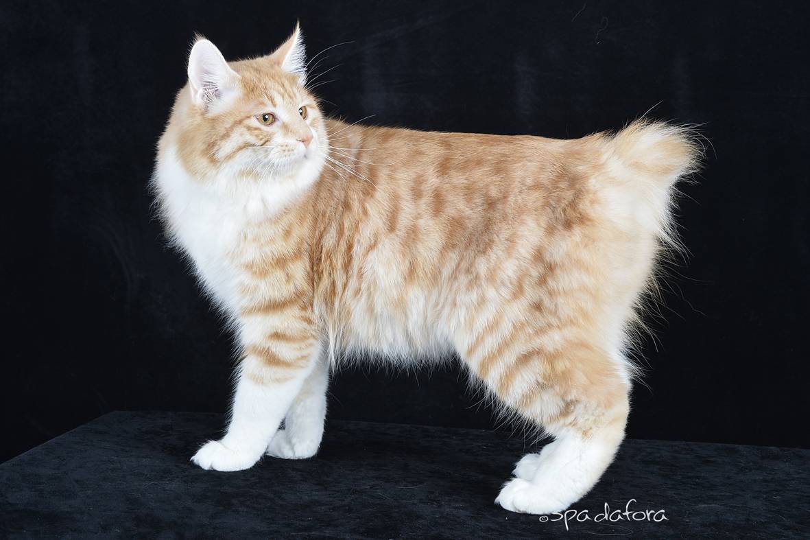 Карельский бобтейл (карело-финская кошка)