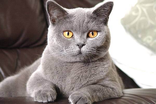 Сонник кошка британец серый. к чему снится кошка британец серый видеть во сне - сонник дома солнца