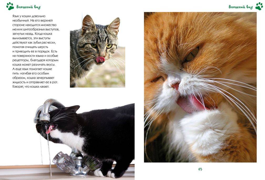 Интересные факты о кошках: 10 любопытных особенностей пушистых питомцев