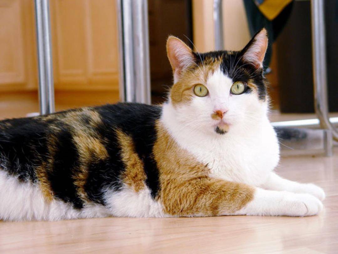 Трёхцветная кошка — счастье в доме