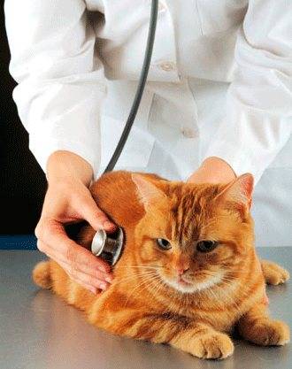 Симптомы туберкулеза кошек | диагностика кошачьего туберкулеза в нижнем новгороде