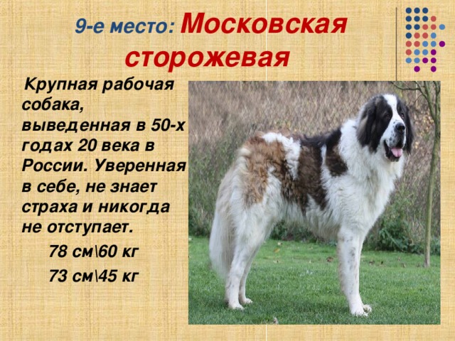 Московская сторожевая собака: описание с фото, щенки, развернутая характеристика породы, нюансы дрессировки, кормления и воспитания, а также красивые картинки