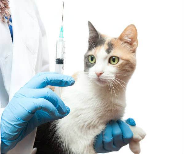Вакцинация кошек  график прививок