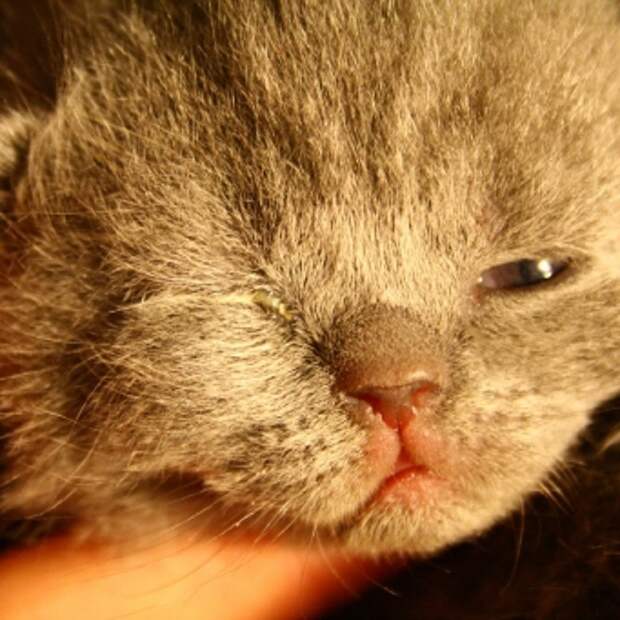 4 причины почему у котенка не открываются глаза