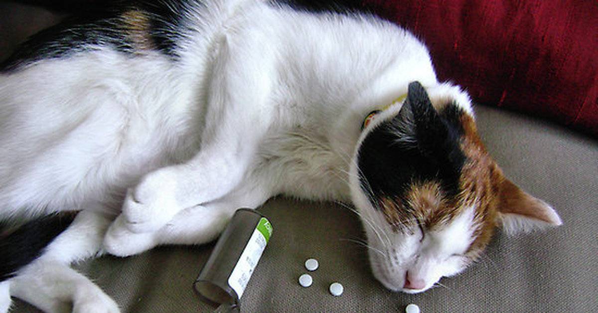Почему кот не ест: основные причины, как помочь, когда нужна помощь ветеринара