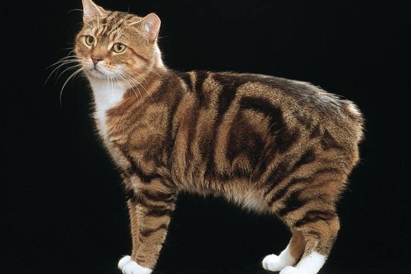 Кошки с длинными лапами: названия пород, их описания и фото