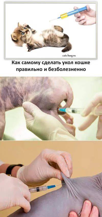 Делаем укол коту внутримышечно в домашних условиях: видео как правильно колоть