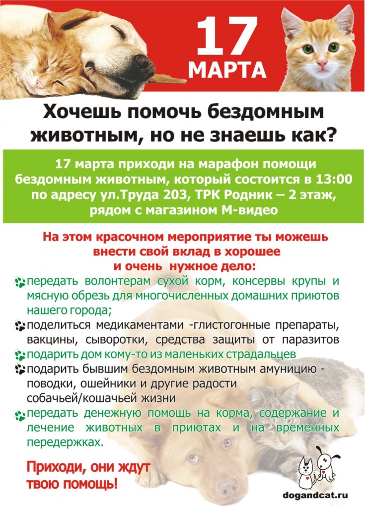 Проект помощь приюту