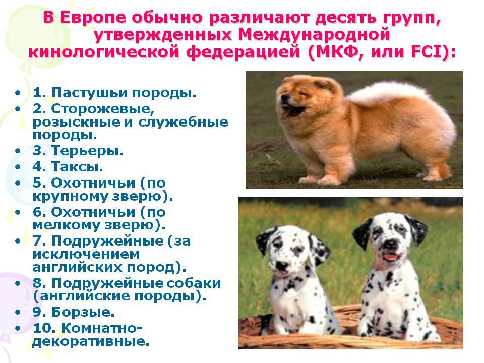10 группа fci породы. как классифицируются породы собак? классификация по версии мкф - медицина для тебя