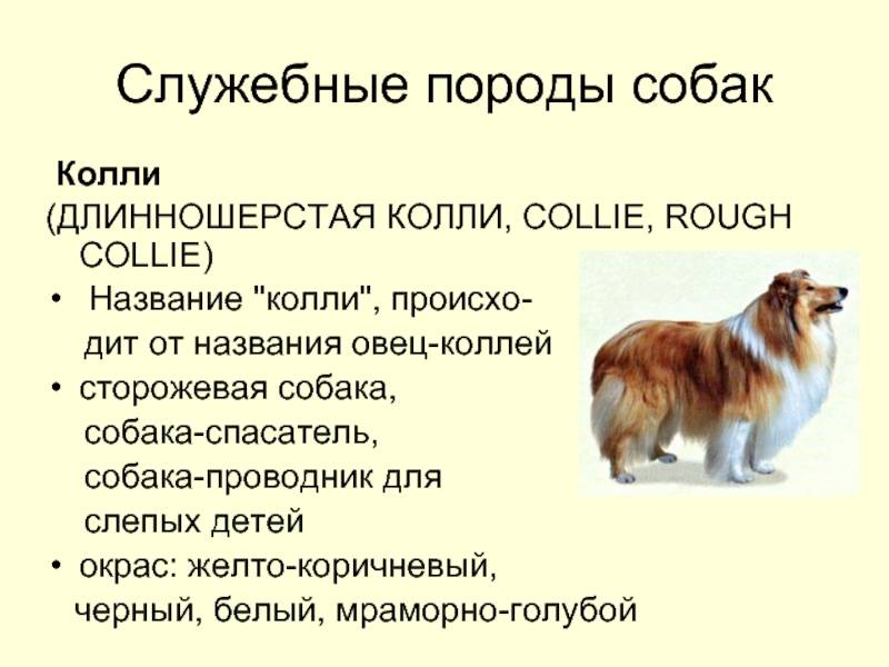Колли собака — характеристика, особенности характера и дрессуры, уход и содержание, рацион + 80 фото