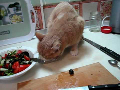 Почему кошки сходят с ума от оливок. почему многие коты балдеют от оливок так же, как от валерьянки? вред оливок для кошек