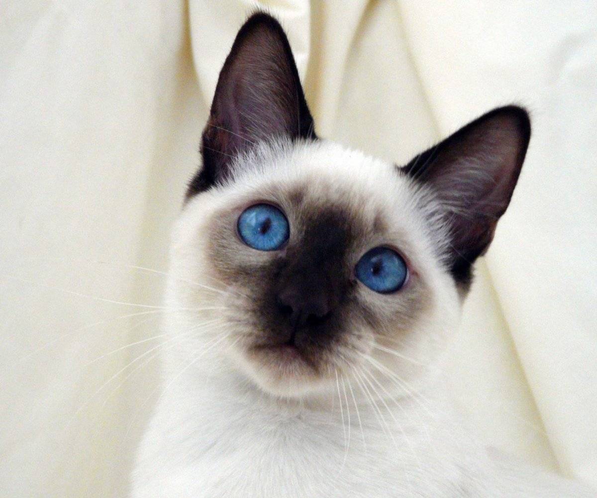 Сиамская кошка