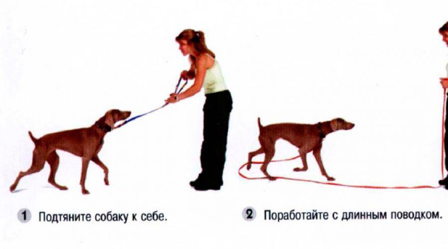 Правила дрессировки собаки дома: инструкция по тренировке даже дворняги