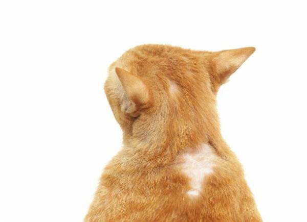 Практические советы: лечение стригущего лишая у кошек